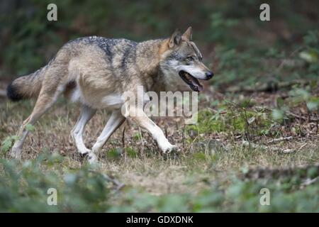 Greywolf Foto Stock