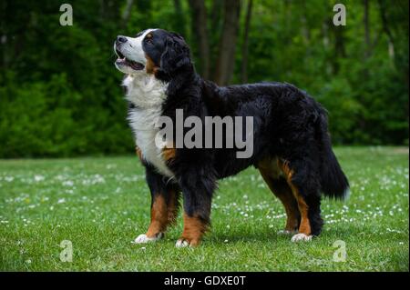 In piedi Bovaro del Bernese Foto Stock