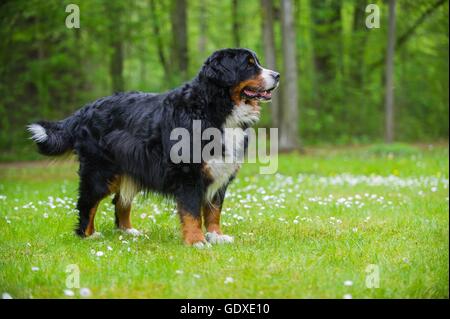 In piedi Bovaro del Bernese Foto Stock