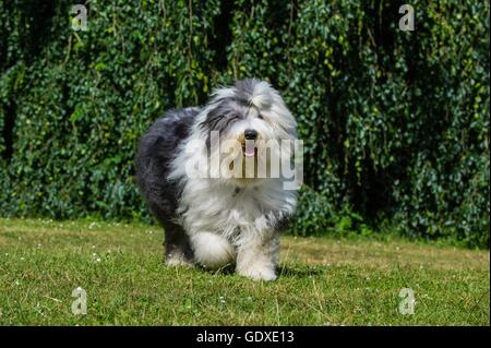 Camminare Old English Sheepdog Foto Stock