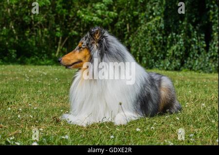 Giacente longhaired Collie Foto Stock