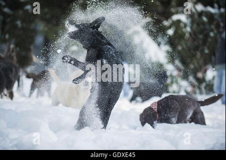 Riproduzione di Labrador Retriever Foto Stock