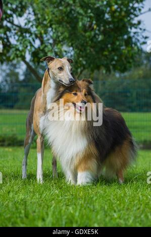 2 cani Foto Stock