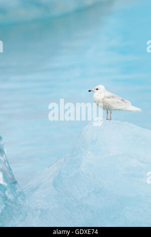 Glaucous Gull - uccello immaturo su blu iceberg Larus hyperboreus laguna di Jokulsarlon Islanda BI028799 Foto Stock