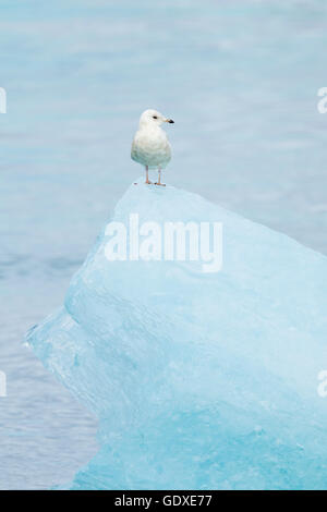 Glaucous Gull - uccello immaturo su blu iceberg Larus hyperboreus laguna di Jokulsarlon Islanda BI028801 Foto Stock