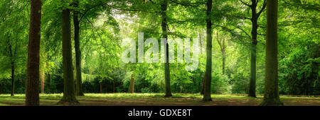 Fresco verde di alberi in una foresta di faggio con sognante luce morbida, formato panorama Foto Stock