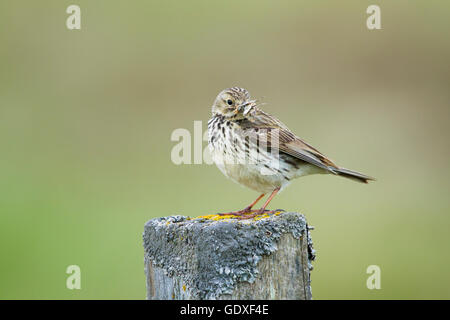 Meadow Pipit - portare la tignola per alimentare i giovani Anthus pratensis Flo Riserva Naturale Islanda BI028864 Foto Stock