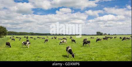 Panorama di una mandria di olandesi in bianco e nero di mucche in Groningen Foto Stock