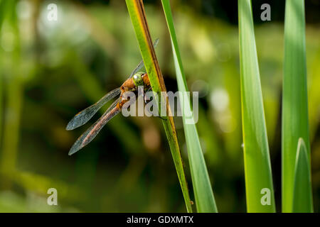 Close up di un verde-eyed hawker libellula Aeshna isoceles, appoggiato in canne. Questo è solo uno dei due venditori ambulanti marrone trovata in Euro Foto Stock