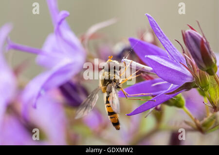 La marmellata di arance hoverfly, Episyrphus balteatus, nettare di alimentazione su un imporpori fiore campanula Campanula. La marmellata di arance hoverflies può essere fo Foto Stock