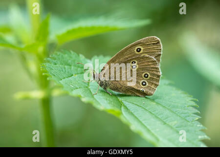 Close-up di un anello butterfly (Aphantopus hyperantus) arroccato su una foglia in una foresta. Foto Stock