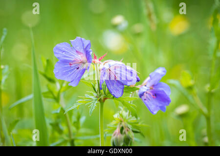 Primo piano di un prato geranio, Geranium pratense, fioritura con blu pallido fiori in un prato. Foto Stock