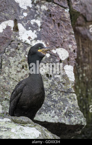 Il marangone dal ciuffo (phalacrocorax aristotelis). La specie è anche conosciuta come la comunità, comune o il marangone dal ciuffo verde o verde cormorano. Foto Stock