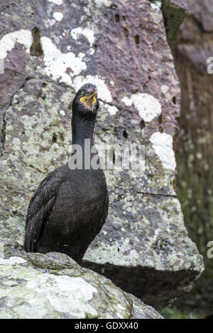 Il marangone dal ciuffo (phalacrocorax aristotelis). La specie è anche conosciuta come la comunità, comune o il marangone dal ciuffo verde o verde cormorano. Foto Stock