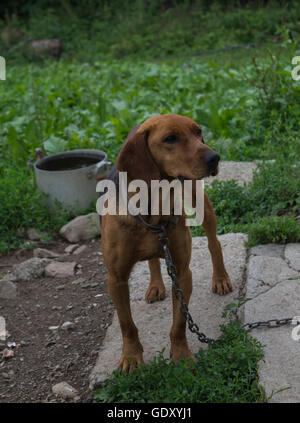 Cane Foto Stock