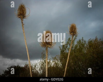 Tre Teasels sui loro steli di fronte a un cielo tempestoso a Woolston occhi, Warrington, Cheshire, Regno Unito Foto Stock