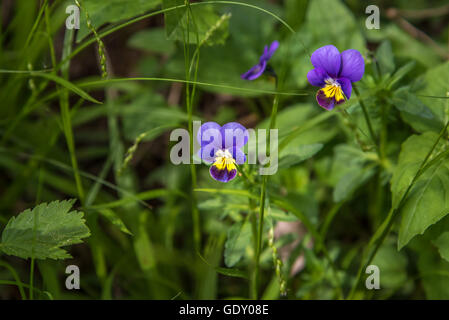 Pansy fiori (Viola tricolore) nella foresta di Ontario Foto Stock