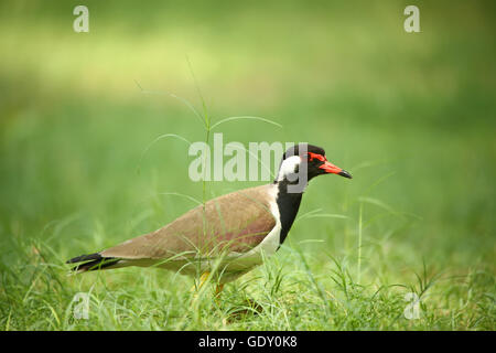 Rosso-wattled Pavoncella Foto Stock