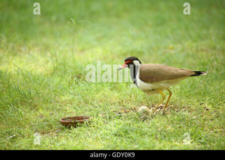 Rosso-wattled Pavoncella e le uova Foto Stock