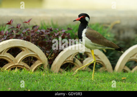 Rosso-wattled Pavoncella Foto Stock