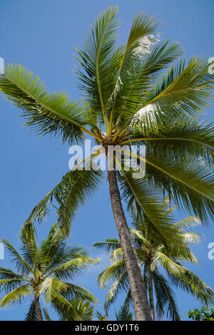 Guardando il alberi di noce di cocco con il blu del cielo Foto Stock