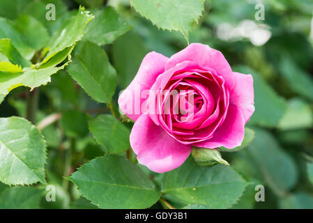 Primo piano di una rosa rossa fiore in un giardino Foto Stock