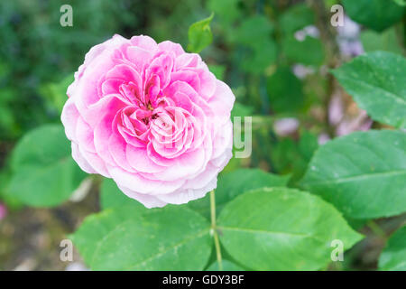 Primo piano di una rosa rossa fiore in un giardino Foto Stock