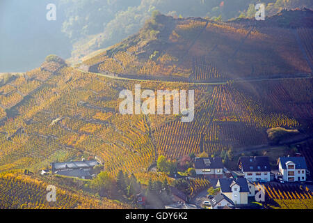 Geografia / viaggi, in Germania, in Renania Palatinato, Vigna autunnale, Mayschoss, Ahrtal (Valle dell'Ahr), che qui si coltiva il vino rosso del Pinot Nero e uva portoghese, vino rosso crescente area, Eifel, Additional-Rights-Clearance-Info-Not-Available Foto Stock