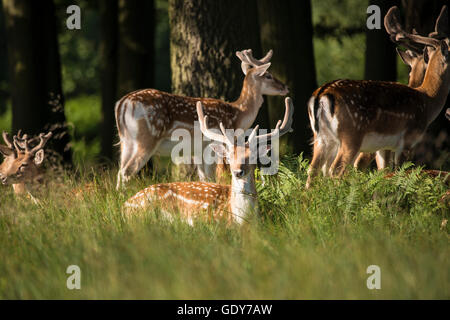 Gruppo di giovani esemplari di daini e cervi bucks nel paesaggio di campagna Foto Stock