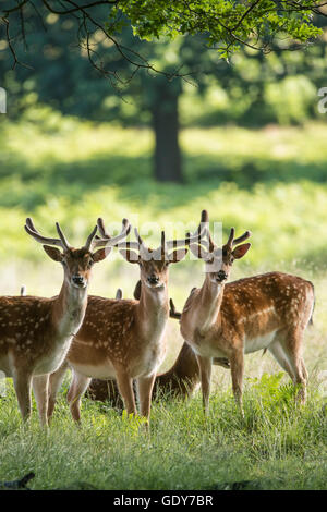 Gruppo di giovani esemplari di daini e cervi bucks nel paesaggio di campagna Foto Stock