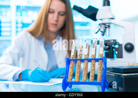Diverse varietà di lenticchie in un allevamento di laboratorio e ingegneria genetica Foto Stock