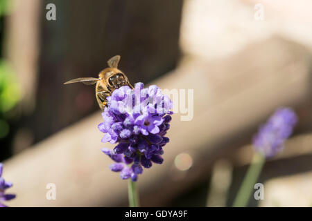 Primo piano di un ape su un fiore di lavanda Foto Stock