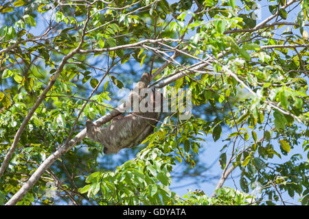 Il bradipo sull albero nel Parco nazionale di Tortuguero, Costa Rica Foto Stock