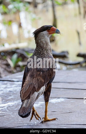 Vista posteriore di un caracara comune (Caracara) camminando sulla roccia, Delta Orinoco, Venezuela Foto Stock