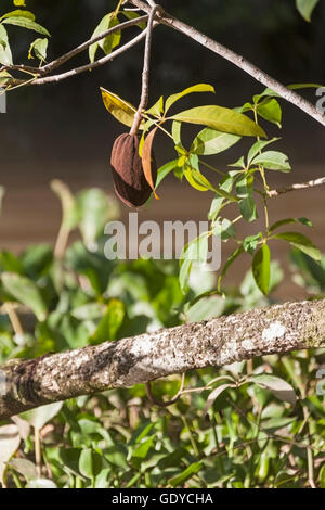 Frutti di cacao appeso nella struttura, Delta Orinoco, Venezuela Foto Stock