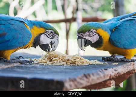 Oro e blu Macaw (Ara ararauna) alimentazione di spaghetti, Delta Orinoco, Venezuela Foto Stock