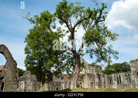 Netley Abbazia fu costruita dai monaci cistercensi nel XIII secolo, sciolto da Enrico VIII e convertito in un maniero prima di cadere in rovina Foto Stock