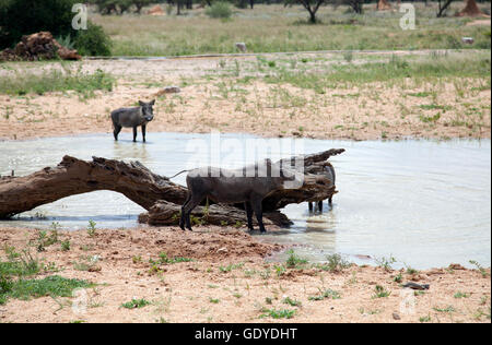 Facoceri su Okinjima Riserva Naturale in Namibia Foto Stock