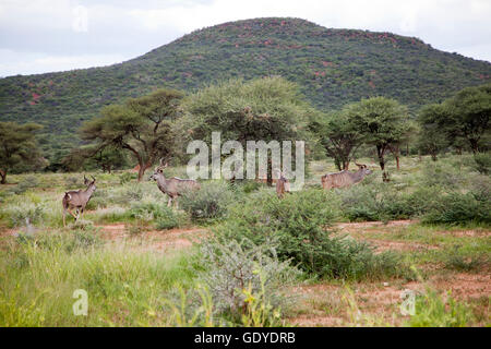 Kudu Buck presso l'Okonjima riserva in Namibia Foto Stock