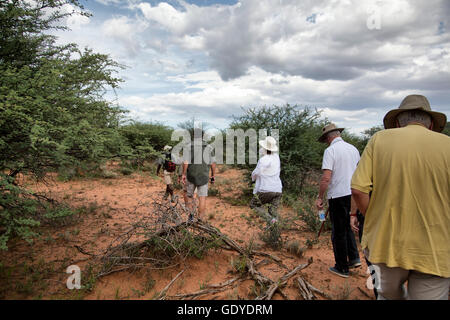 Un ghepardo a piedi presso l'Okonjima in Namibia Foto Stock