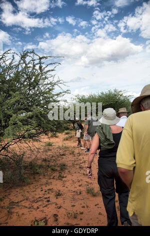 Un ghepardo a piedi presso l'Okonjima in Namibia Foto Stock