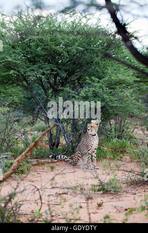 Cheetah avvistato su aborigeno come parte della Fondazione Africat presso l'Okonjima riserva in Namibia Foto Stock