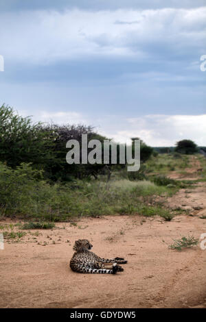 Cheetah avvistato su aborigeno come parte della Fondazione Africat presso l'Okonjima riserva in Namibia Foto Stock