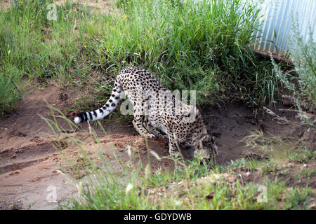 Cheetah avvistato su aborigeno come parte della Fondazione Africat presso l'Okonjima riserva in Namibia Foto Stock