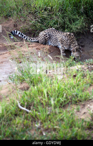 Cheetah avvistato su aborigeno come parte della Fondazione Africat presso l'Okonjima riserva in Namibia Foto Stock