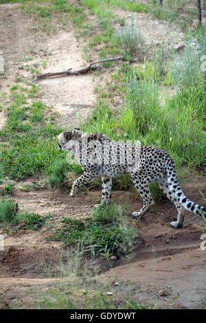 Cheetah avvistato su aborigeno come parte della Fondazione Africat presso l'Okonjima riserva in Namibia Foto Stock