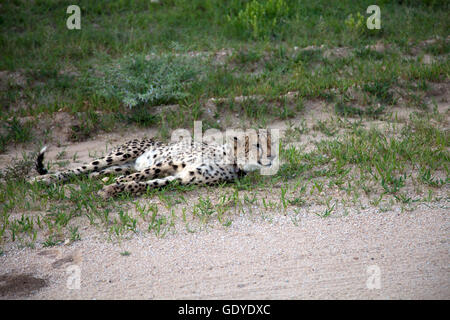 Cheetah avvistato su aborigeno come parte della Fondazione Africat presso l'Okonjima riserva in Namibia Foto Stock