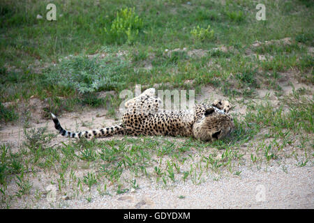 Cheetah avvistato su aborigeno come parte della Fondazione Africat presso l'Okonjima riserva in Namibia Foto Stock