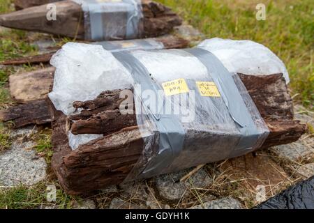 Storage subacqueo archeologico lumbers in Welzow, 21 giu 2016 | Utilizzo di tutto il mondo Foto Stock