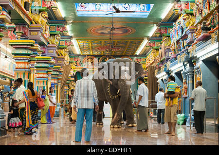 Un elefante è a piedi attraverso il Manakula Vinayagar tempio in Puducherry, India, il 12 ottobre 2015. Foto: Sebastian Kahnert | Utilizzo di tutto il mondo Foto Stock